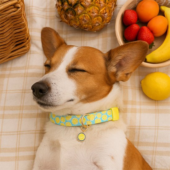 Collier chien - Mignon canine compagnon - GALAXY DES CHIENS