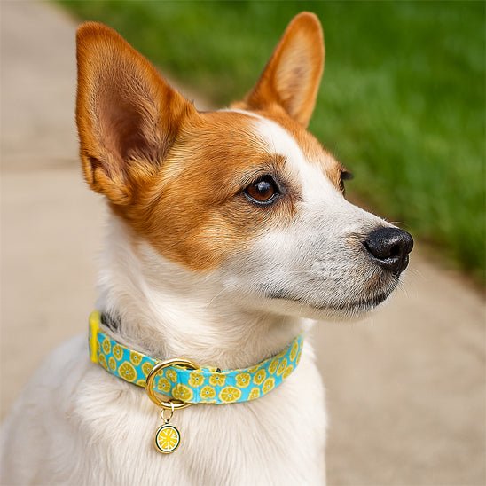 Collier chien | Mignon canine compagnon - GALAXY DES CHIENS
