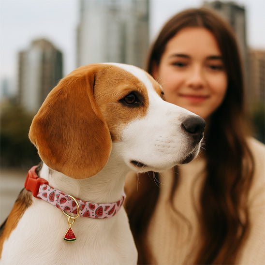 collier chien mignon canine compagnon