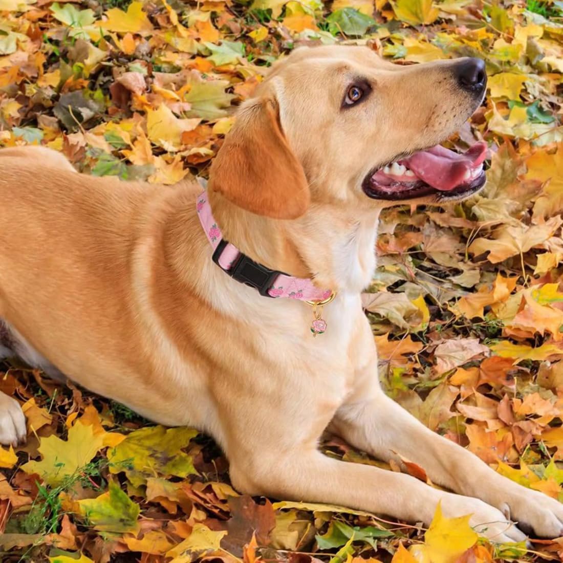 collier chien mignon regalant son collier