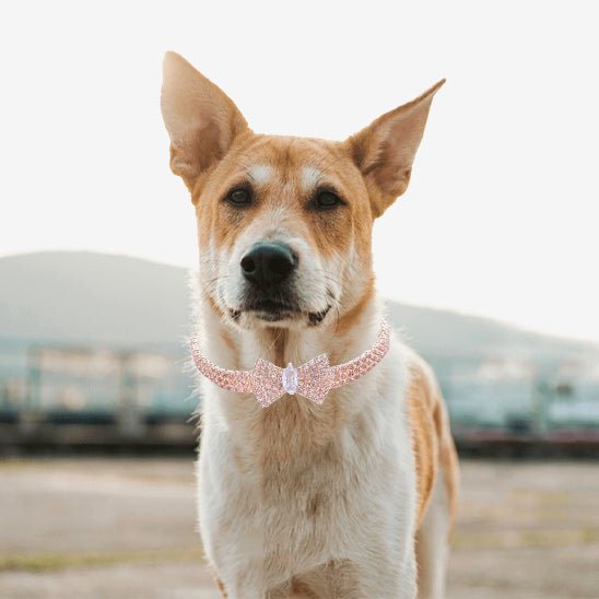 collier chien rose or