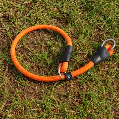 collier pour chien orange jardin