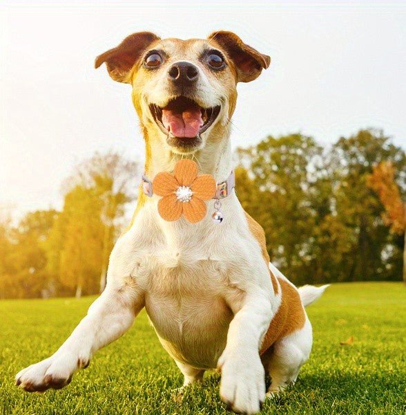Collier pour petit chien/ bijou canin - GALAXY DES CHIENS