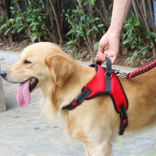 doux chien dressage portant harnais pour chien