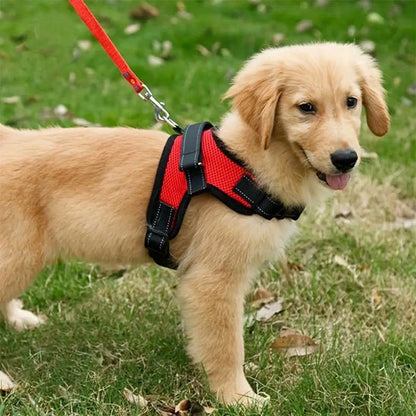 doux chien jardin portant harnais pour chien