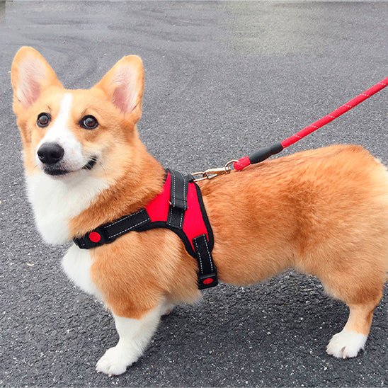 doux chien route portant harnais pour chien