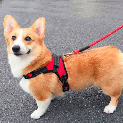 doux chien route portant harnais pour chien