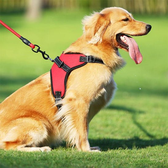 doux chien stade jouant portant harnais pour chien