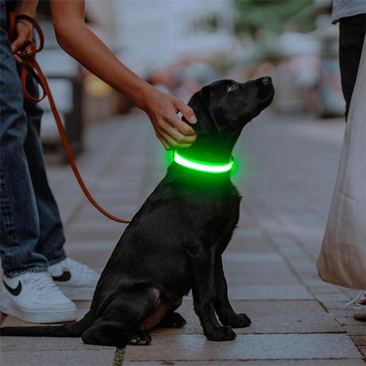 elegant chien soiree dans collier lumineux