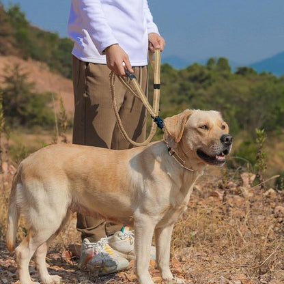 galant-chien-foret-avec-laisse-pour-chien