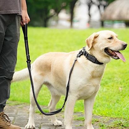 galant-chien-marchant-avec-laisse-pour-chien