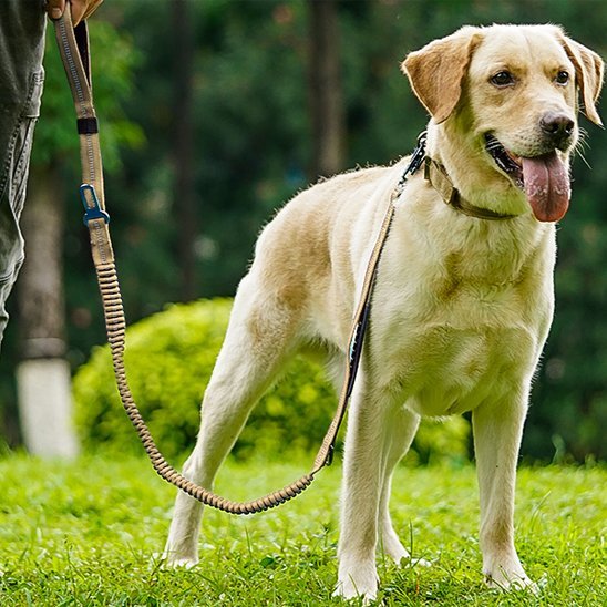 galant-chien-riant-avec-laisse-pour-chien