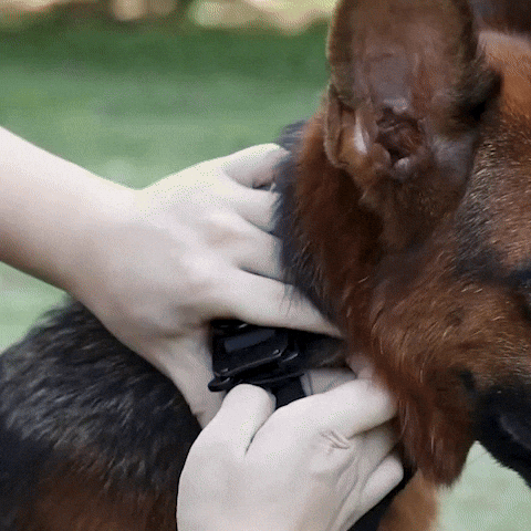 gif collier pour chien ajustable