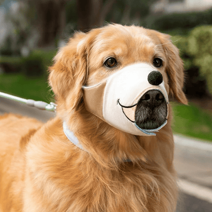 golden-retriever-avec-museliere-dans-un-parc