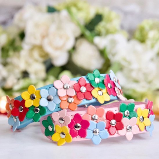 jeu des collier pour chien