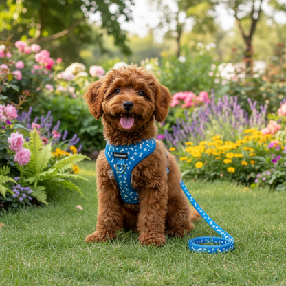 Joli chien dans un jardin portant laisse bleue