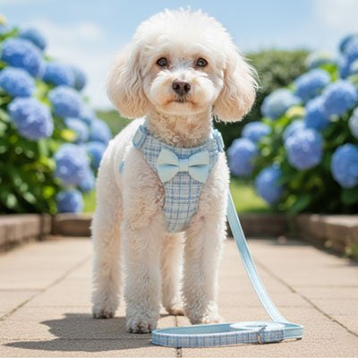 joli chien rue avec harnais pour chien