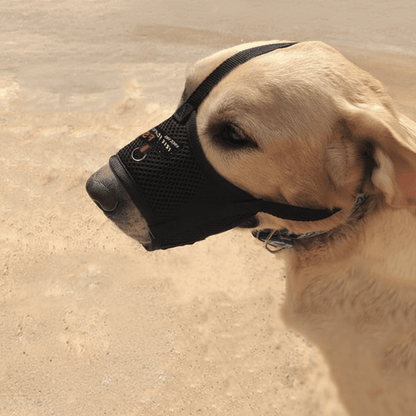 labrador-avec-muselière-pour-chien-noire-sable