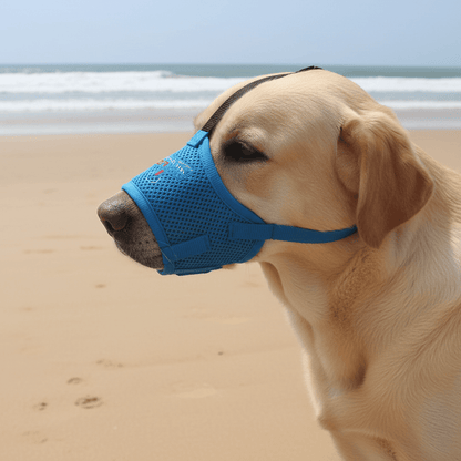 labrador-plage-avec-muselière-chien-pour-bleue-ete