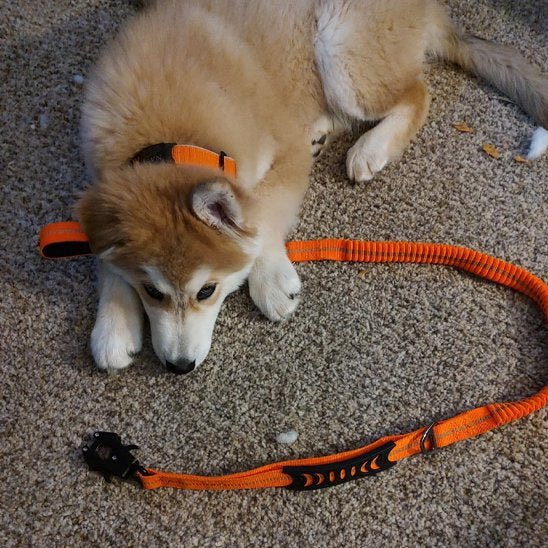 Laisse pour chien