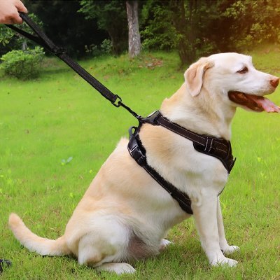 max-assis-jardin-avec-laisse-chien