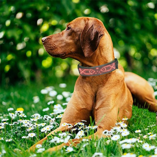 max avec collier lumineux chien confortable jardin