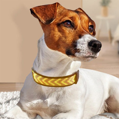 max avec collier lumineux chien sieste salon
