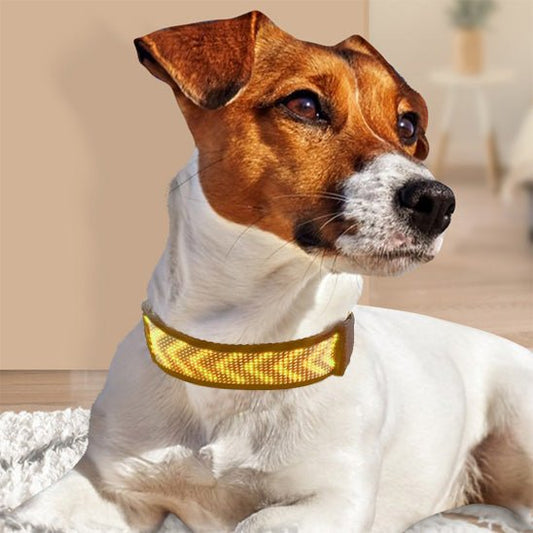 max avec collier lumineux chien sieste salon