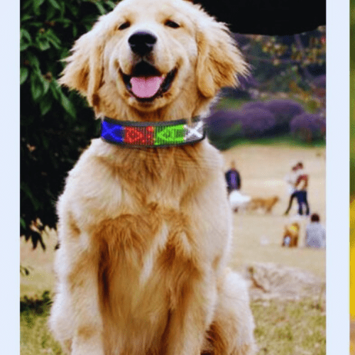 max avec collier lumineux soiree chien rencontrant ami