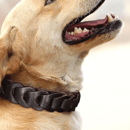 Collier chien - Cuir Véritable - GALAXY DES CHIENS