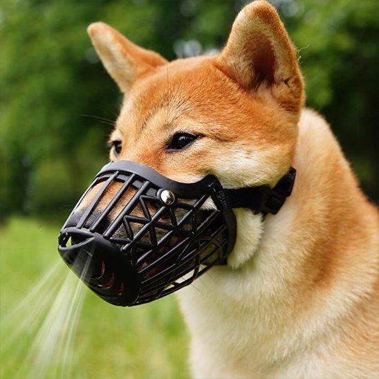 max-debout-avec-sa-muselière-chien-regardant-nature