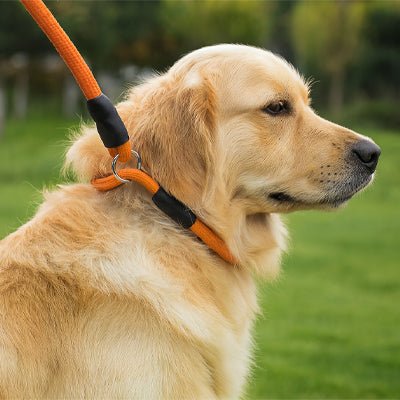 max dressage avec collier pour chien