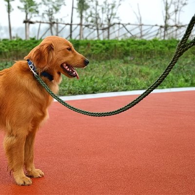 max-entrainement-avec-laisse-pour-chien