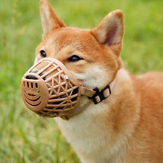 max-festoyant-debout-avec-sa-muselière-chien