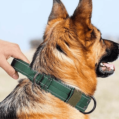 max foret avec collier pour chien