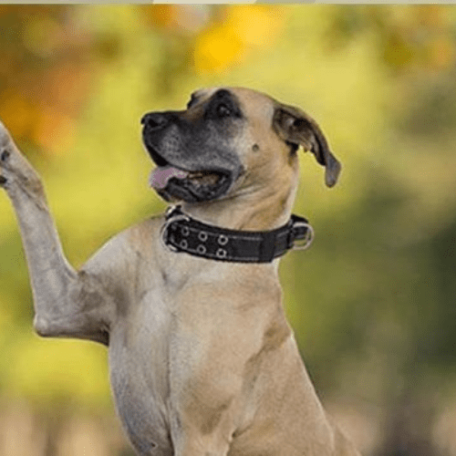 max grimpant arbre avec collier pour chien