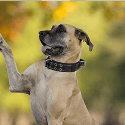 max grimpant arbre avec collier pour chien