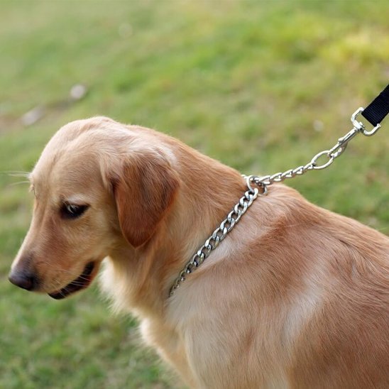 max jardin avec son collier pour chien