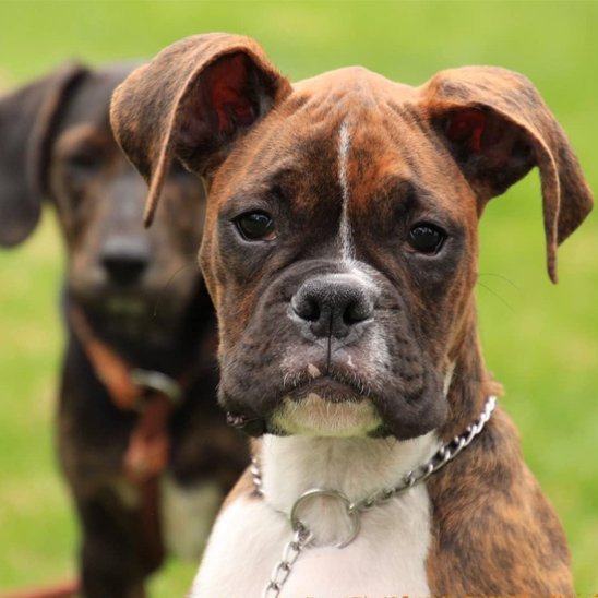 max jouant avec son collier chien