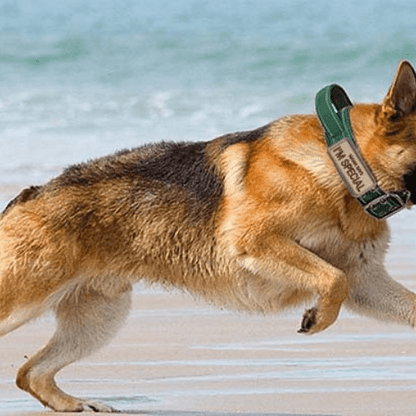 max mer avec collier pour chien