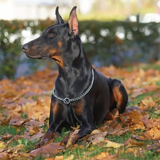 max jardin avec son collier pour chien
