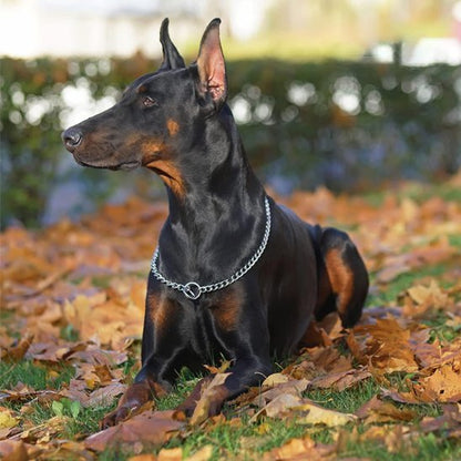 max jardin avec son collier pour chien