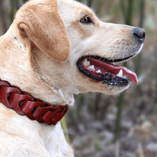 Collier chien - Cuir Véritable - GALAXY DES CHIENS
