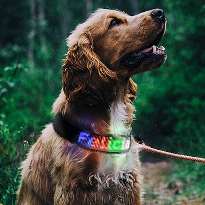 max nature soir avec son collier lumineux chien