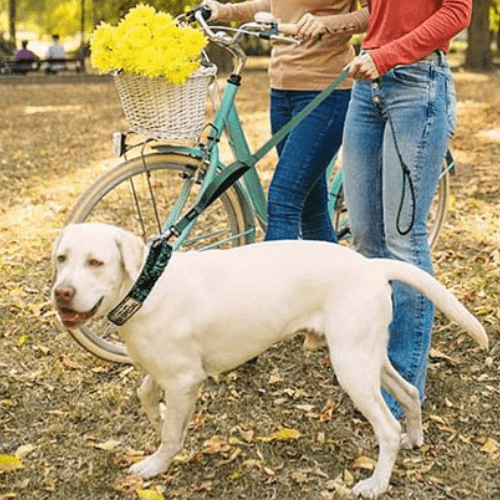 max promenade avec collier pour chien