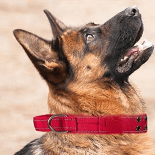 max-regalant-son-collier-pour-chien