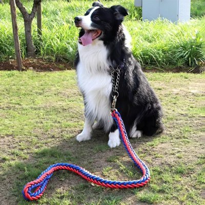 max-repos-parc-avec-laisse-pour-chien