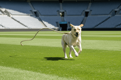 Max courant stade courant avec longe pour chien beige