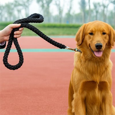 max-stade-entrainement-avec-laisse-pour-chien
