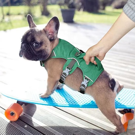 mignon chien activite avec son harnais